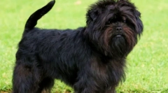 Plemeno affectpincing: bearded dog z nemecka (foto)