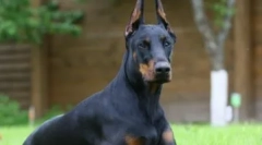 Psie plemeno, vhodné pre vás známkou zverokruhu: urobiť rozumnú voľbu