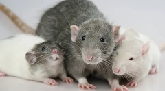 Dekoratívne potkany: popis a rozdiely v typoch domácich hlodavcov