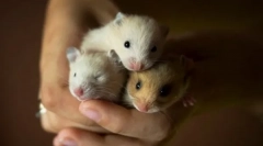 Chrám škrečkov, druhy domácností