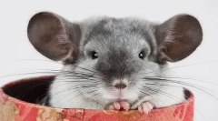 Plemeno a farby chinhill: popis a rozdiely