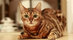 Plemeno mačky, ktoré nie sú meow