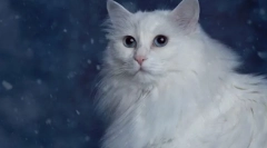 Plemeno mačky s modrými očami