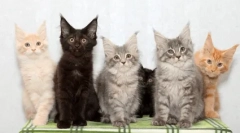 Plemeno mačky s strapcami na ušiach