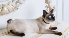 Plemeno mačky s krátkym chvostom