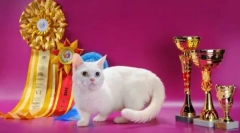 Cat plemená s krátkymi nohami