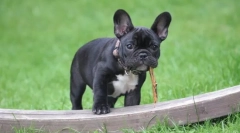 Psie plemeno bez chvostu