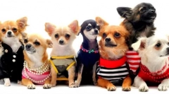 Pžice pre apartmány - 15 najlepších možností