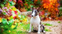 Plemená psov (fotografie s menami): vyberte si priateľa