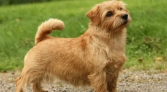 Psie plemeno - potkany