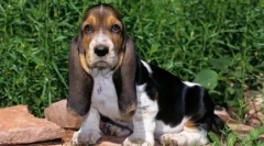 Chov psov s krátkymi nohami - recenzia s fotografiami a menami