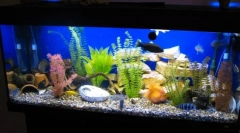Krok za krokom spustenie akvária