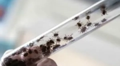 Dôsledky prevedenej encefalitídy