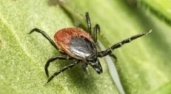 Dôsledky uhryznutia xode tick