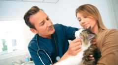 Neustále rozšírili žiakov pri mačke: prečo sa to stane, čo robiť