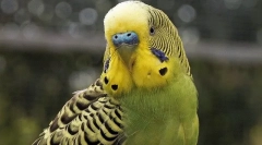 Správanie zvlneného papagája