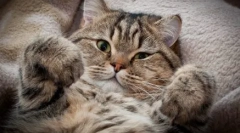 Pravda a mýty: prečo židia nemajú radi mačky