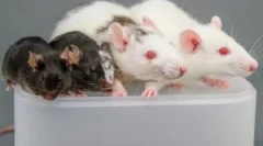 Pravidlá aplikácia lepidla z hlodavcov