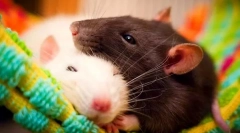 Výhody a nevýhody domáceho potkana, či už začať