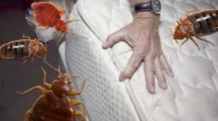 Drogový averfos z lôžkových a iných hmyzích