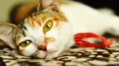 Liečba azinox: návod na použitie