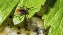 Príprava gardex z kliešťov