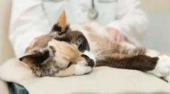 Príprava glykopein: efektívny nástroj na zvýšenie imunity mačky