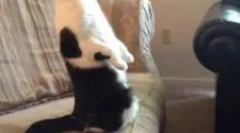 Príprava piperazínu: návod na použitie pre zvieratá