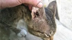 Prípravky na liečbu ušných kliešťov v mačkách