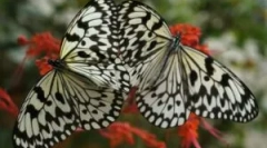 Transformácia húsenice