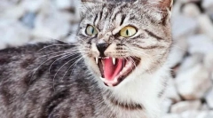 Príčiny agresívneho správania mačiek