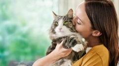Príčiny alergie na mačkách