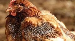 Príčiny kurčiat a liečby