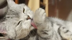 Príčiny, prečo je mačka neustále svrbenie a olizuje