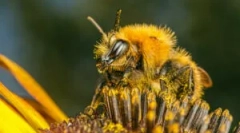 Príčiny, príznaky a liečba šišky včiel