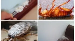 Aplikácia sušiča z švábov a lôžkových lôžkov