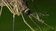 Aplikácia fumigátorov z komárov