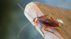 Aplikácia švábov gélov