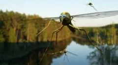 Aplikácia esenciálnych olejov z komáre