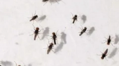 Aplikácia pascí pre cidges doma