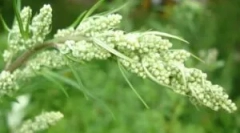 Použitie červeného dreva z blchy domu