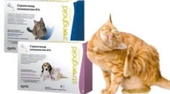 Aplikácia lieku stronghold pre mačky