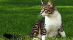 Akvizícia silného mačky