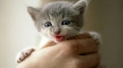 Skrotenie divokého mačiatka na ruku: užitočné tipy a odporúčania