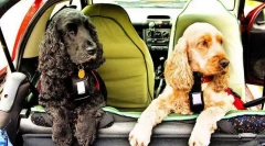 Piť psa do auta