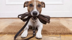 Výučba golierom, vodítkom a papule