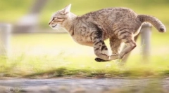 Kolekcia mačky na prezývku