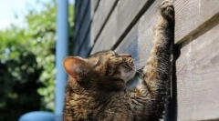 Mačka vyučovanie do kogttechka