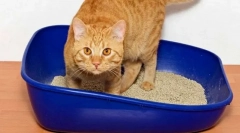 Mačka vyučovanie na toaletu