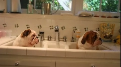 Šteňa vyučovacie šteňa